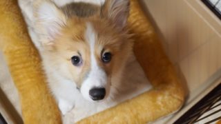 子犬に食べさせたいフードの選び方、見分け方【おすすめフードランキング】