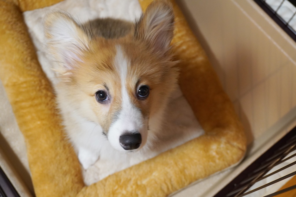 子犬に食べさせたいフードの選び方、見分け方【おすすめフードランキング】
