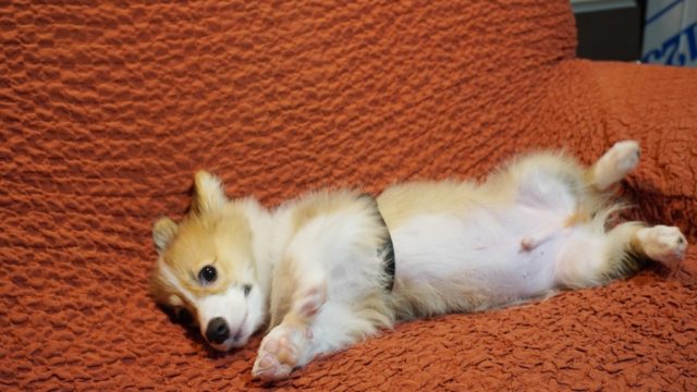 コーギー犬もこすけ 今日は家の中でハーネスとお散歩の練習