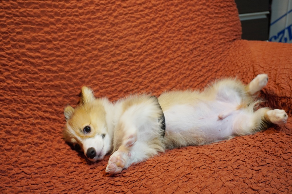 コーギー犬もこすけ 今日は家の中でハーネスとお散歩の練習