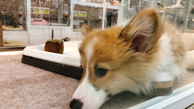 コーギー犬もこすけが我が家にやってきた