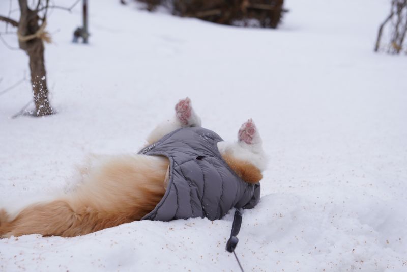 雪の上でごろんと寝そべるもこすけ