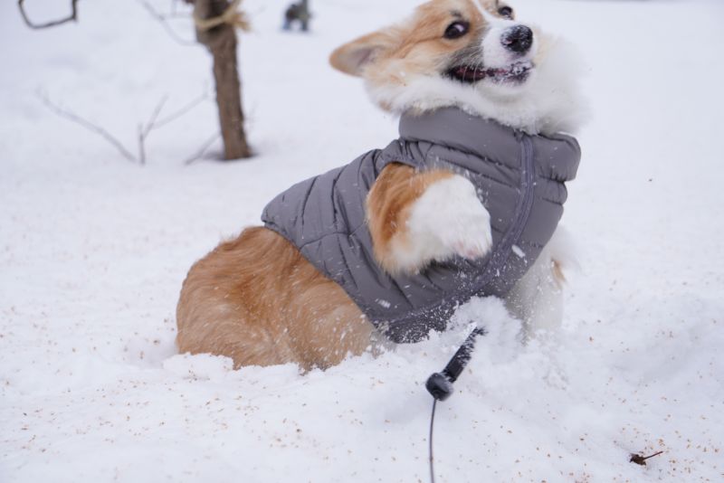 雪とじゃれるもこすけ