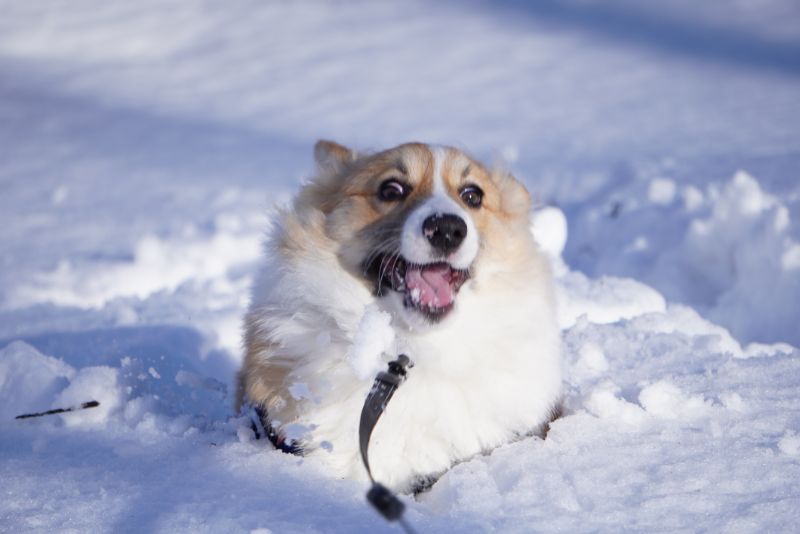 アザラシ犬もこすけ