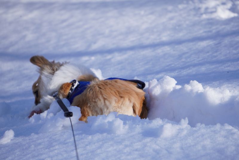 雪の中に潜るもこすけ