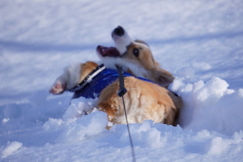 雪とじゃれるもこすけ