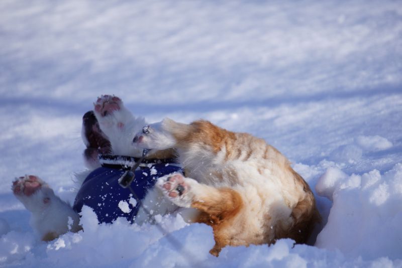 雪の中にごろーん