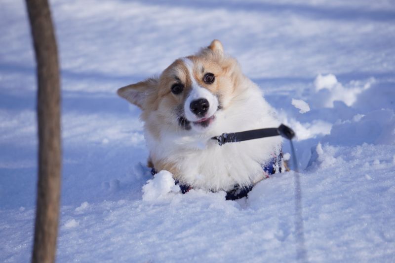 雪の中でかわいい表情