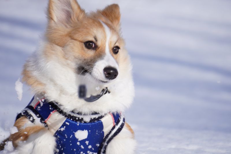 暖かい陽気にハイテンション！アザラシ犬現る