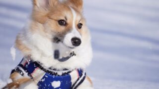 暖かい陽気にハイテンション！アザラシ犬現る