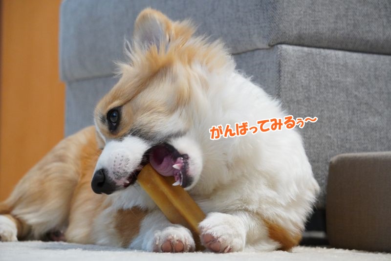 モンゴルストロングチーズにハマるコーギー犬もこすけ