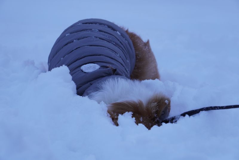 少し重めですがサラサラ雪が積もりました