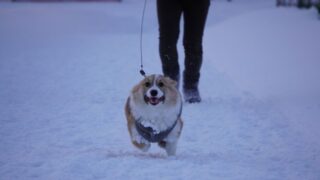 公園ダッシュが楽しすぎるワンコ