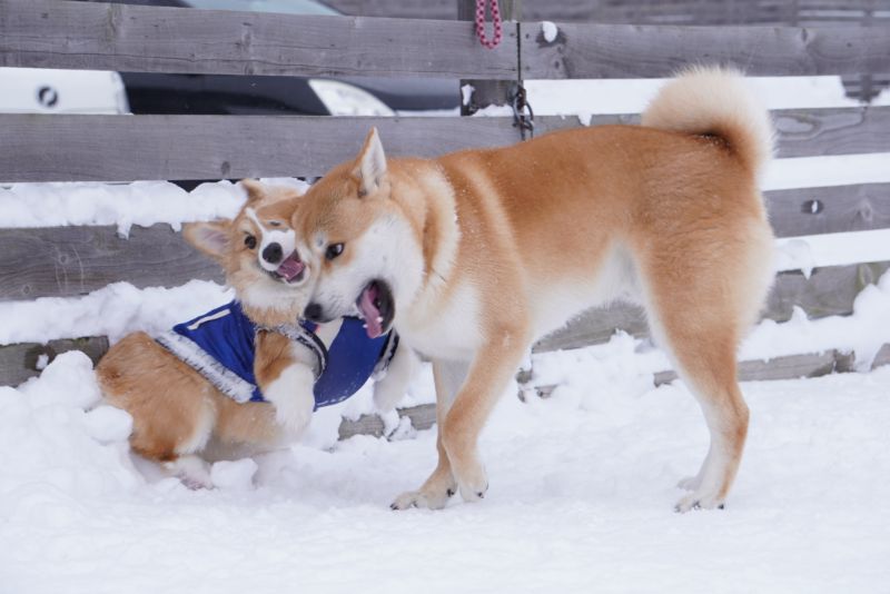 北海道犬タロウくんともこすけ ワンプロ