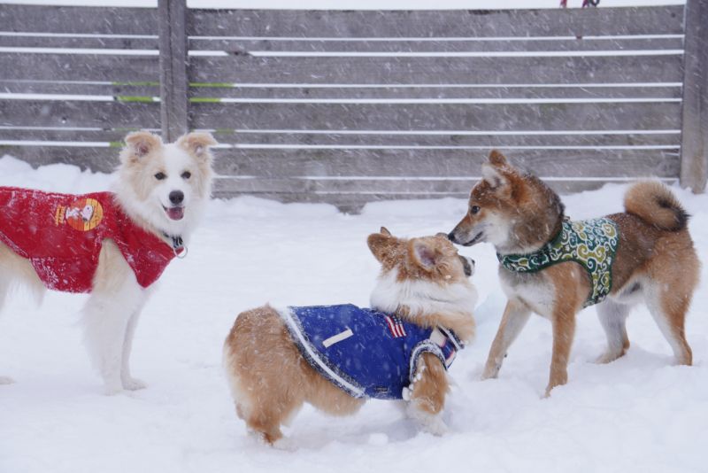 札幌市厚別区 ドッグランアトム