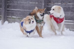 ドッグランアトム 札幌市厚別区