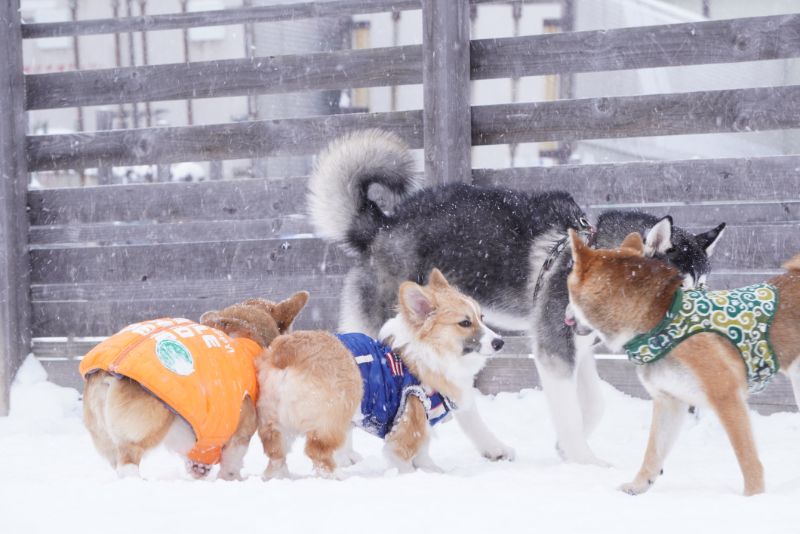 土曜日のドッグランアトムは犬が多い