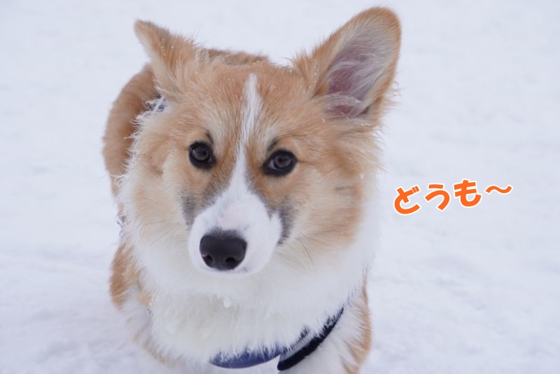 コーギー犬もこすけ 6ヵ月