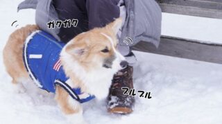 週に1度のお楽しみ！ドッグランアトムでまさかの犬嫌いに？