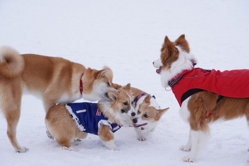 たくさんの犬とご挨拶するもこすけ