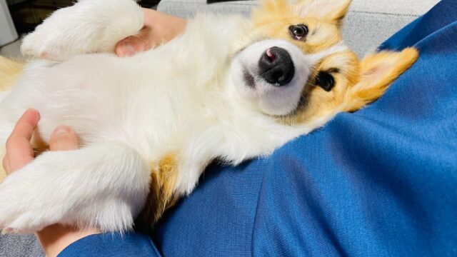 コーギー犬もこすけの体重が9kgを突破