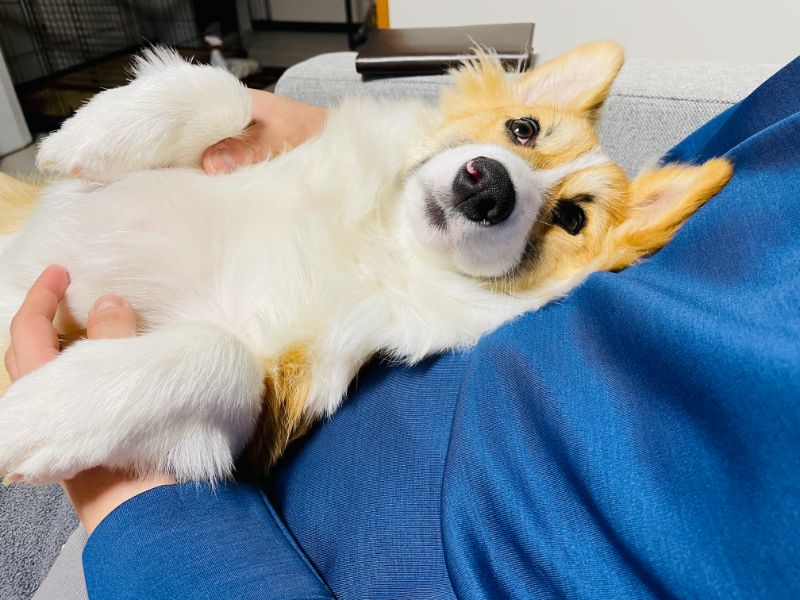 コーギー犬もこすけの体重が9kgを突破