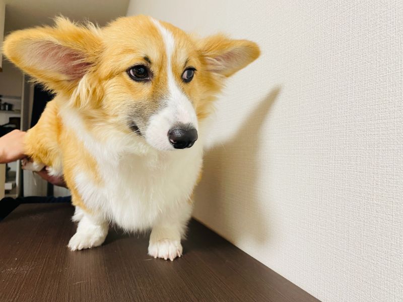 爪切りしているコーギー犬もこすけ