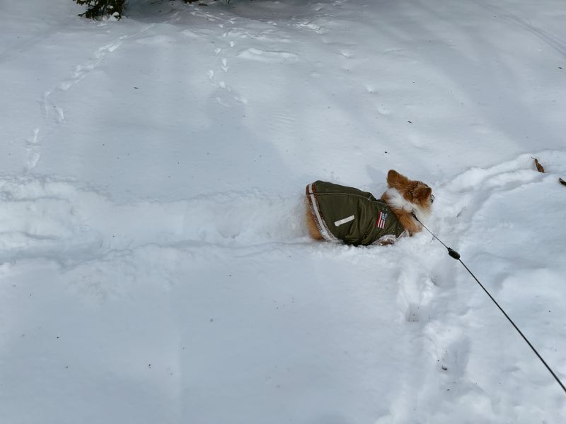 雪の中が大好きなもこすけ