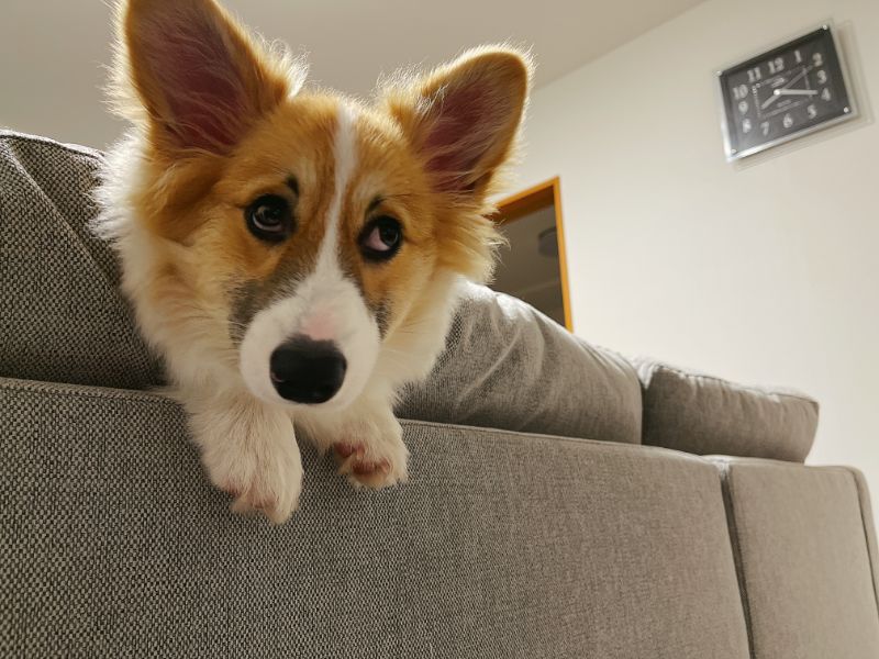 ペットボトルが怖いコーギー犬もこすけ