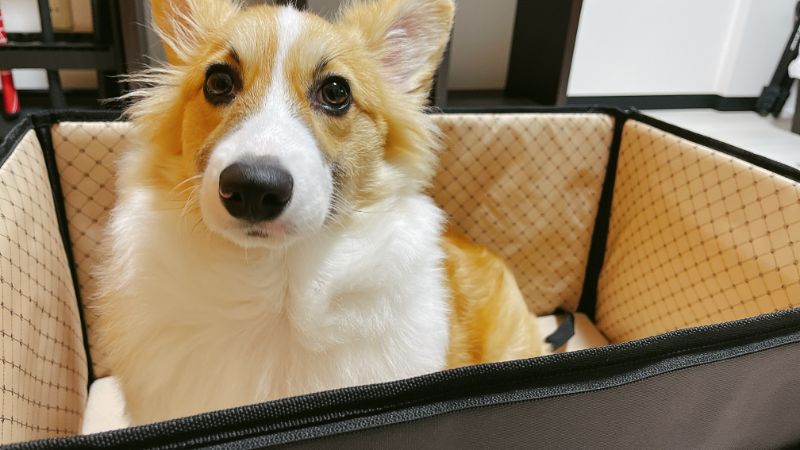 アイリスオーヤマドライブボックスに収まるコーギー犬もこすけ