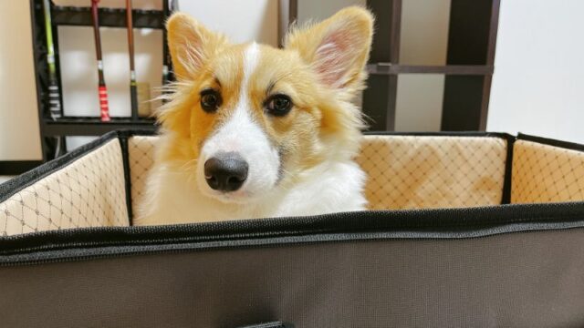 ついに到着！危険防止に犬用ドライブボックスを買ってみた【感想レビュー】