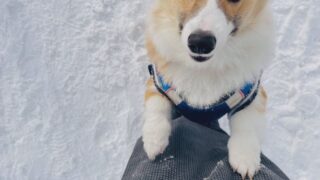 札幌市清田区の平岡公園でコーギーもこすけとお散歩