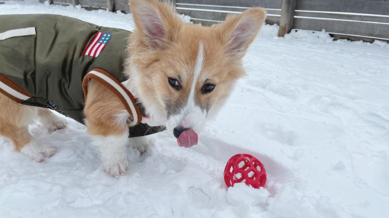 上手にボール遊びできないもこすけ