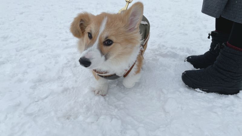 大型犬とも楽しく遊びたいもこすけ