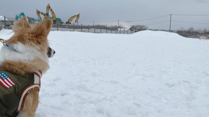 ラブラドールレトリーバーを見つめるもこすけ