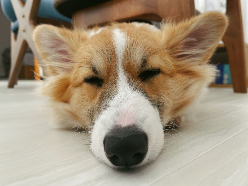 眠るコーギー犬もこすけ