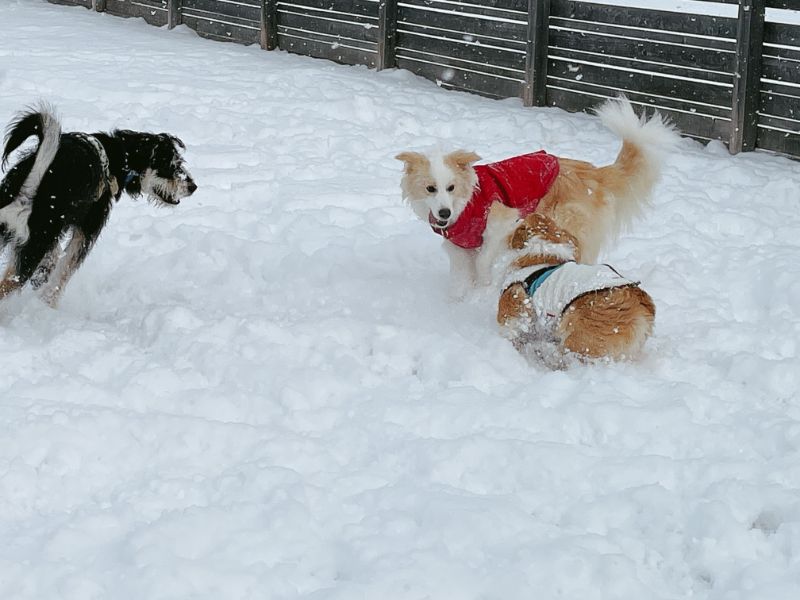 ドッグランアトムで遊ぶコーギーもこすけ