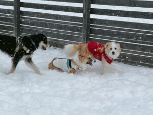 札幌市厚別区 ドッグランアトムの情報