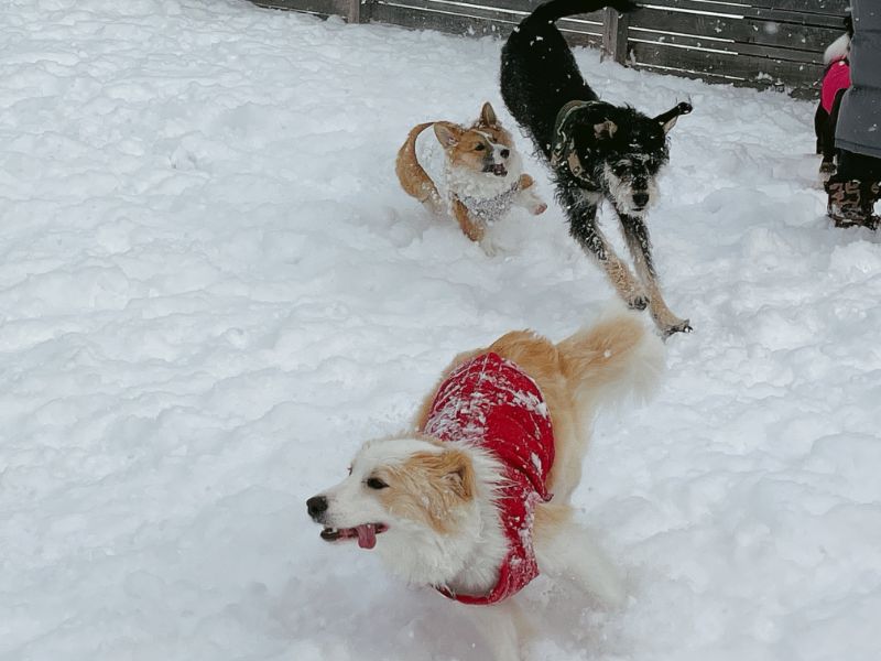 ドッグランアトム 札幌市厚別区