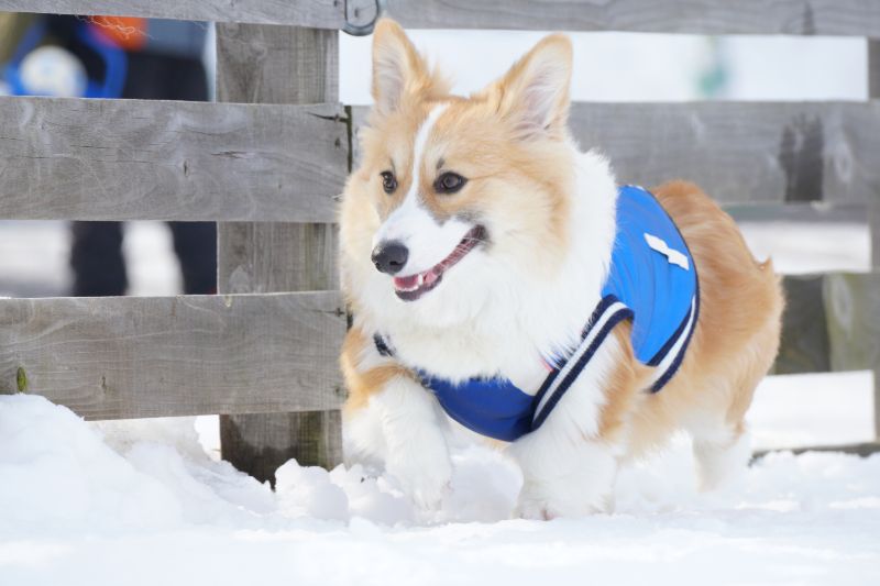 ドッグランで雪の上を歩くコーギーもこすけ