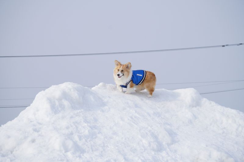 雪山に上るコーギー犬もこすけ