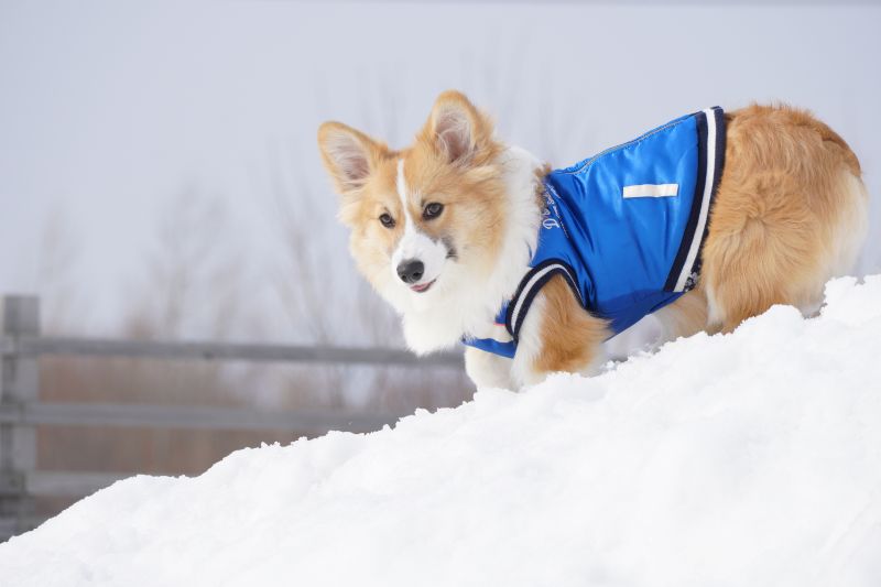 雪の斜面で踏ん張るもこすけ