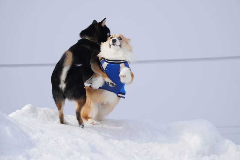 雪山で柴犬と遊ぶコーギー