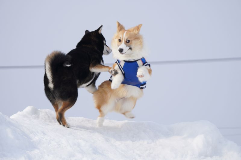 柴犬と遊ぶもこすけ