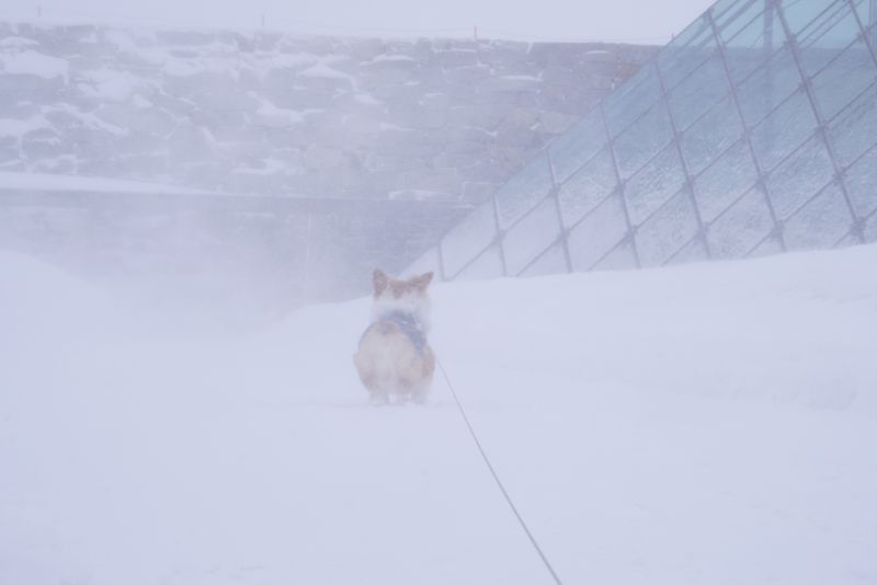 イサムノグチ ガラスのピラミッド前のコーギーもこすけ