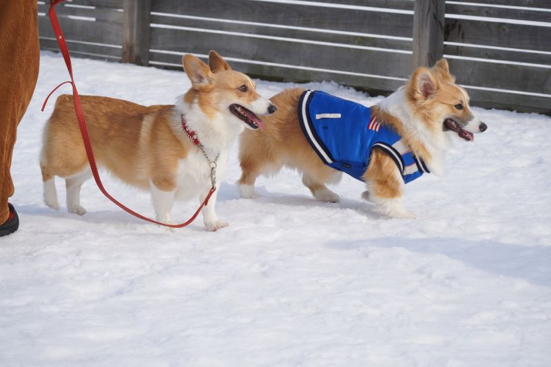 コーギーとの2ショット写真