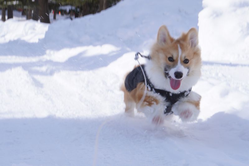 写真がブレたもこすけ