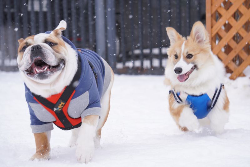 フレンチブルドックとコーギー