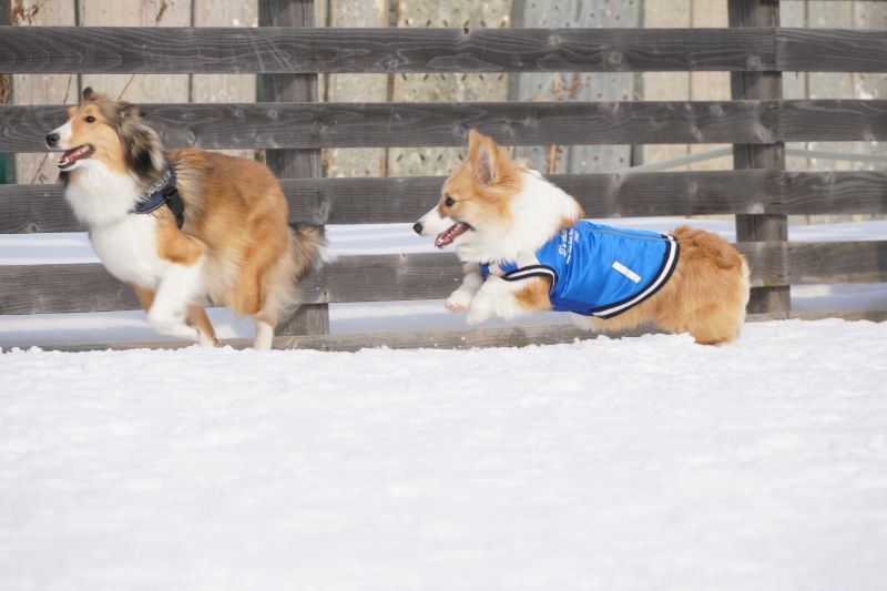 シェルティと走るコーギーもこすけ