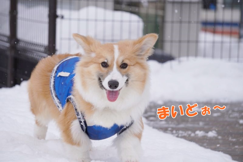 バーナードスクエアで遊ぶコーギー犬もこすけ